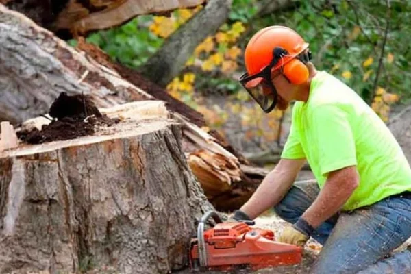 Tree-removal-web-810x429