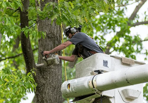 chainsaw-tree